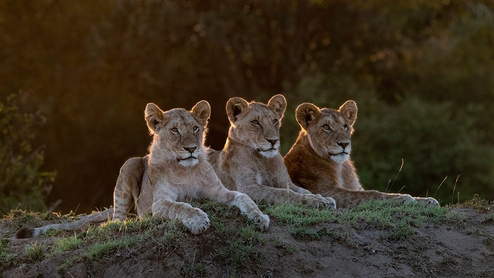 Africa-Kenya-Maasai Mara National Reserve Three resting lions